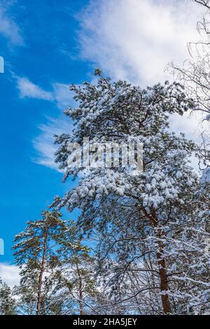 arbres dans le froid glacial contre un ciel bleu, vue de grenouille Banque D'Images