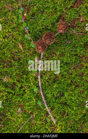 branche de mélèze avec des cônes sur la mousse verte, la vie, la nature encore la vie Banque D'Images