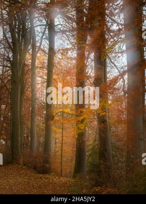 forêt d'automne, exposition longue expérimentale Banque D'Images