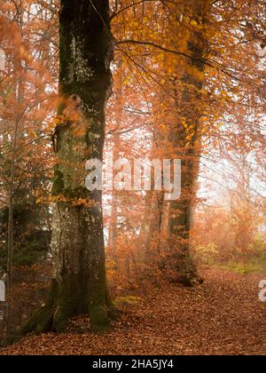 forêt d'automne, exposition longue expérimentale Banque D'Images