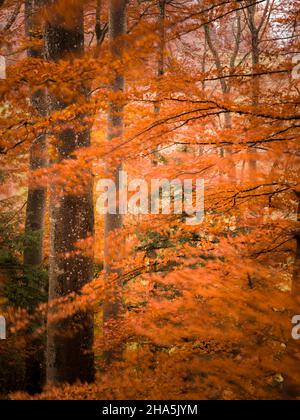 forêt d'automne, exposition longue expérimentale Banque D'Images