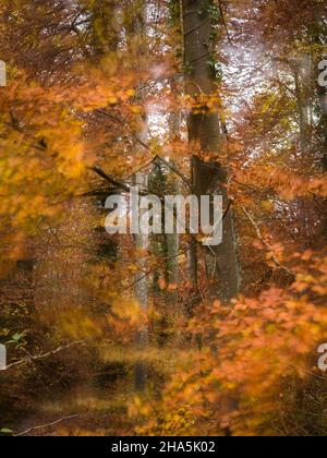 forêt d'automne, exposition longue expérimentale Banque D'Images