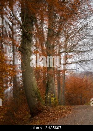 forêt d'automne, exposition longue expérimentale Banque D'Images