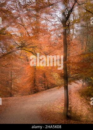 forêt d'automne, exposition longue expérimentale Banque D'Images