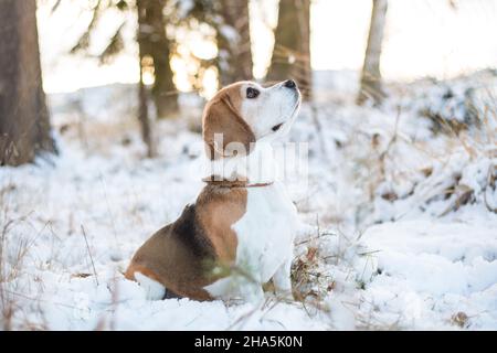 Beagle dans la neige Banque D'Images