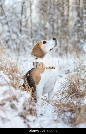 Beagle dans la neige Banque D'Images