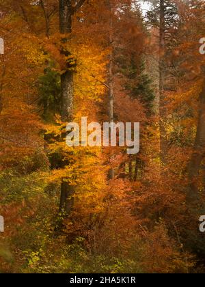 forêt d'automne, exposition longue expérimentale Banque D'Images