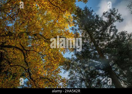 lac de constance,mainau,île,automne doré,été indien, Banque D'Images