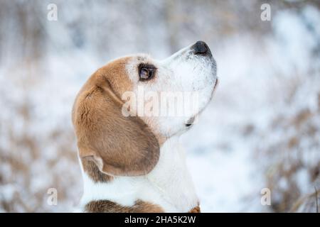 Beagle dans la neige Banque D'Images