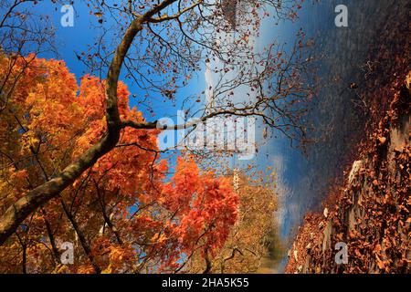 lac de constance,mainau,automne doré,été indien,couleurs,splendeur,feuillage Banque D'Images