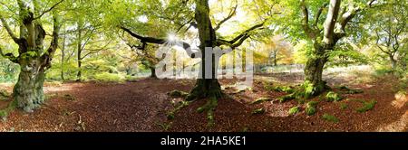 vieux sangsues avec mousse en automne, hutewald, parc national de kellerwald, hesse, allemagne Banque D'Images