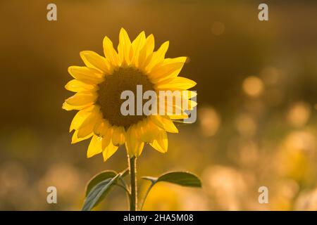 la fleur d'un tournesol (helianthus annuus) brille dans le rétro-éclairage, lumière du soir, allemagne Banque D'Images