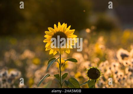 la fleur d'un tournesol (helianthus annuus) brille dans le rétro-éclairage, lumière du soir, allemagne Banque D'Images