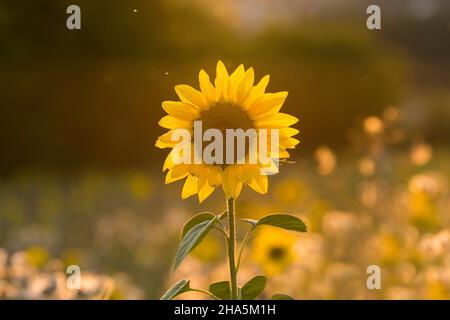 la fleur d'un tournesol (helianthus annuus) brille dans le rétro-éclairage, lumière du soir, allemagne Banque D'Images