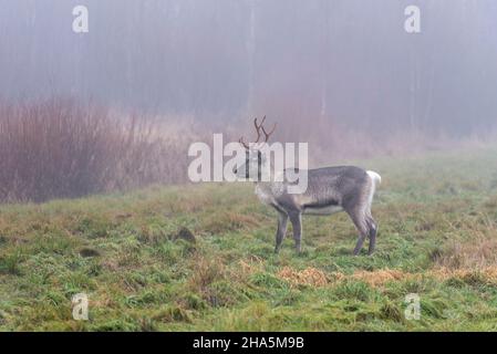 renne (rangifer tarandus) dans la forêt,pello,laponie,finlande Banque D'Images