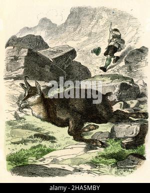 Chasse au chamois dans les Alpes: Hunter avec le chamois de tir , (livre d'images, ca.1910) Banque D'Images