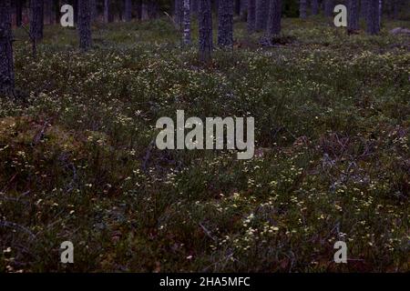 europe,scandinavie,finlande,forêt,herbe de bleuet Banque D'Images