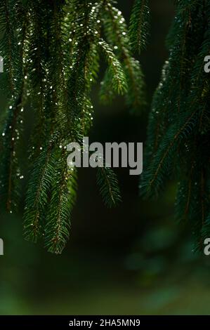 des branches d'une épinette (picea), des gouttelettes d'eau brillent à la lumière,allemagne Banque D'Images