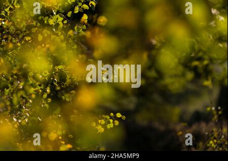 le feuillage jaune des encens (populus tremula) brille dans la lumière du soleil, steingrund, réserve naturelle près de bispingen, parc naturel de la lande de lueneburg, allemagne, basse-saxe Banque D'Images