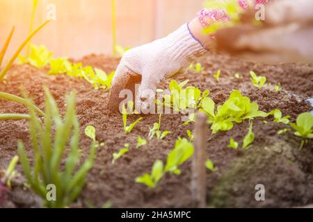 les agriculteurs plantent à la main des pousses dans la serre de près, pas de visage Banque D'Images