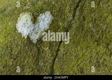 petit coeur fait de lichen lumineux sur un rocher à totengrund, réserve naturelle près de wilsede près de bispingen, parc naturel de heath de lueneburg, allemagne, basse-saxe Banque D'Images