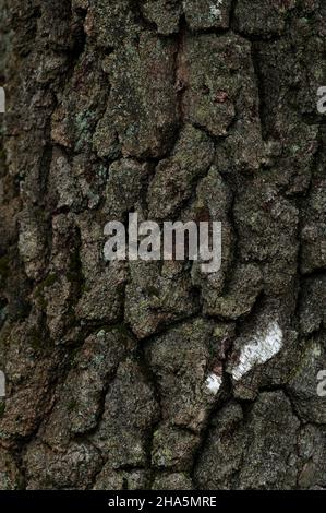 écorce d'un vieux bouleau, recouverte de lichen et sillonnée, dans le büsenbachtal, près de handeloh, parc naturel de la lande de lüneburg, allemagne, basse-saxe Banque D'Images