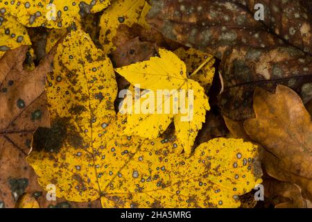 des feuilles colorées d'érable et de chêne se trouvent sur le plancher de la forêt, l'ambiance d'automne, l'allemagne Banque D'Images