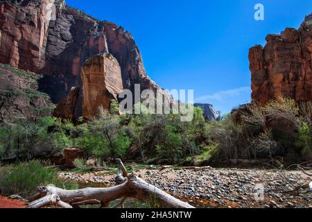 Temple of Sinawava Trail suit la Virgin River en amont à travers des canyons toujours plus étroits, parc national de Zion, Utah Banque D'Images