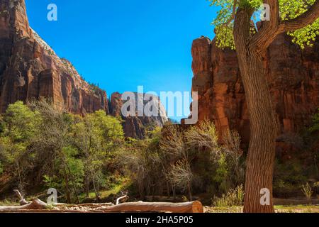 Temple of Sinawava Trail suit la Virgin River en amont à travers des canyons toujours plus étroits, parc national de Zion, Utah Banque D'Images