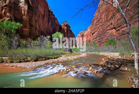 Temple of Sinawava Trail suit la Virgin River en amont à travers des canyons toujours plus étroits, parc national de Zion, Utah Banque D'Images