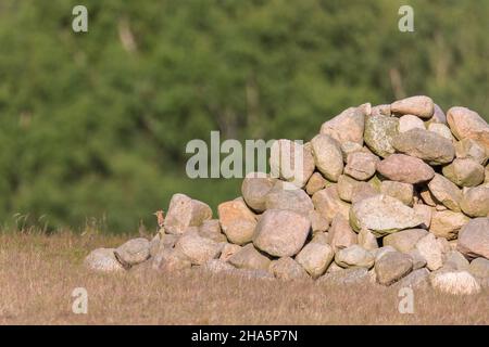 hoopoe upupa epops, oiseau de l'année 2022 Banque D'Images