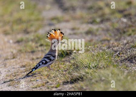 hoopoe upupa epops, oiseau de l'année 2022 Banque D'Images