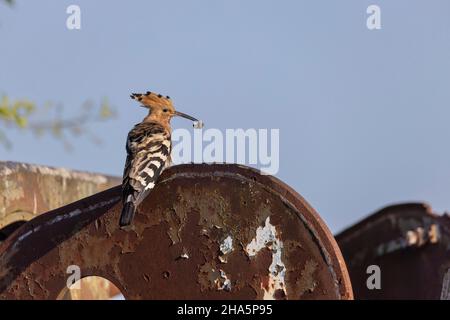 hoopoe upupa epops, oiseau de l'année 2022 Banque D'Images