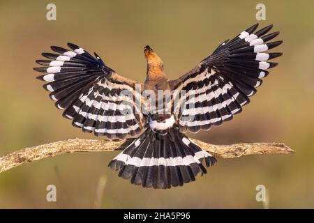 hoopoe upupa epops, oiseau de l'année 2022 Banque D'Images