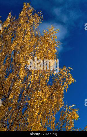 couleurs d'automne sur un bouleau à ciel bleu,vilhelmina,västerbotten,laponie,suède Banque D'Images