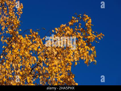 bouleau avec couleurs d'automne contre un ciel bleu profond,vilhelmina,laponie,suède Banque D'Images