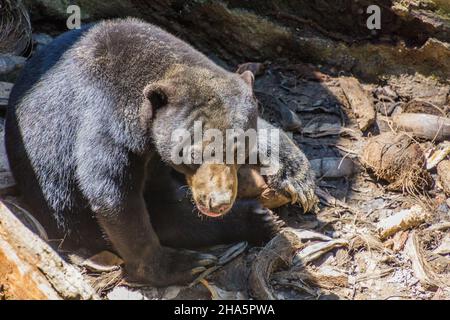 Ours du soleil Helarctos malayanus au centre de conservation de l'ours du soleil de Bornean, en Malaisie Banque D'Images