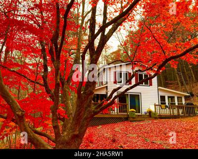 maison et érable japonais pendant le feuillage à l'automne, woodstock, new york state, usa Banque D'Images