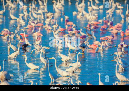 Groupe de pêche aux grands aigrettes blanches (Ardea alba) et aux spaons de roséate (Platalea ajaja), île de Sanibel, J.N. Réserve naturelle nationale Ding Darling, Banque D'Images