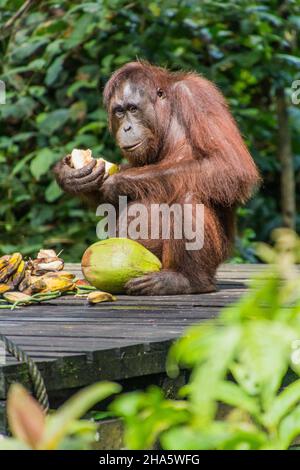 Bornean orangutan Pongo pygmaeus mangeant de la noix de coco au Centre de réhabilitation de Sepilok Orangutan, île de Bornéo, Malaisie Banque D'Images