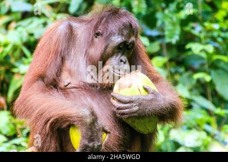 Bornean orangutan Pongo pygmaeus au Centre de réhabilitation de Sepilok Orangutan, île de Bornéo, Malaisie Banque D'Images