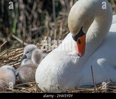 Adulte silencieux Cygne prêtant avec cygnets à proximité.Gros plan. Banque D'Images