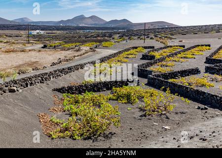 viticulture,méthode de construction sèche,paysage volcanique,la geria,lanzarote,îles canaries,espagne,europe Banque D'Images