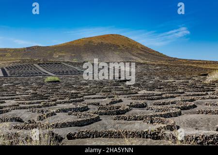 vignes en demi-cercle dans les champs de lave,viticulture,la geria,lanzarote,îles canaries,canaries,canaries,espagne,europe Banque D'Images