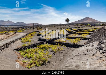 vignes dans la lave, encerclée avec des murs comme protection contre le vent, viticulture, la geria, lanzarote, îles canaries, canaries, canaries, espagne, europe Banque D'Images