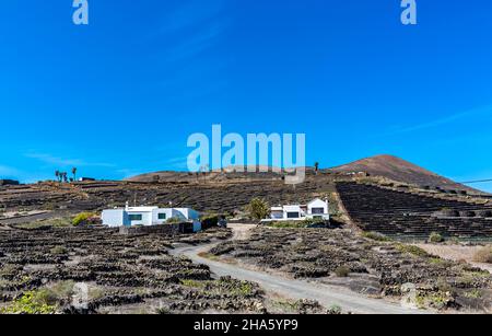 vignes en demi-cercle dans les champs de lave,la geria,viticulture,lanzarote,îles canaries,canaries,canaries,espagne,europe Banque D'Images