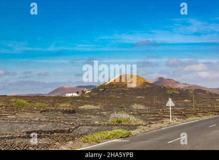 vignes en demi-cercle dans les champs de lave,viticulture,la geria,lanzarote,îles canaries,canaries,canaries,espagne,europe Banque D'Images