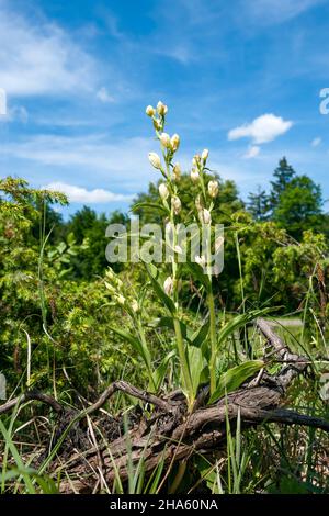 blaubeuren-ppelau,helléborine blanche,cephalanthera damasonium,l'orchidée est sous protection de la nature,blaubeuren,bade-wurtemberg,allemagne Banque D'Images