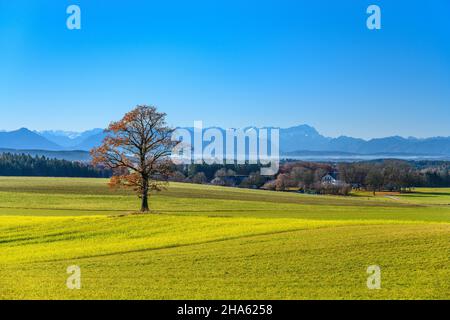 allemagne,bavière,haute-bavière,tölzer land,egling,district attenham,paysage culturel avec district wörschhausen contre la chaîne alpine Banque D'Images