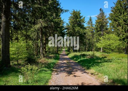 sentier de randonnée,printemps,rennsteig,großer inselsberg,bad tabarz,forêt thuringeoise,thuringe,allemagne Banque D'Images
